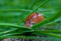 Closeup shot of a tiny brown snail in the grass Royalty Free Stock Photo