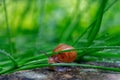 Closeup shot of a tiny brown snail in the grass Royalty Free Stock Photo