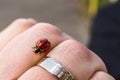 Closeup shot of a tiny ladybug on a person's finger Royalty Free Stock Photo