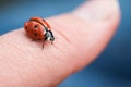 Closeup shot of a tiny ladybug on a person's finger with a blurred background