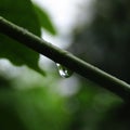 Closeup shot of a tiny raindrop falling from a plant