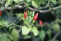 Closeup shot of tiny red and green Chili peppers growing on the plant