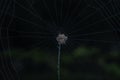 closeup shot of tiny spiny orb-weaver spider.