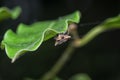 closeup shot of tiny spiny orb-weaver spider.