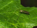 Closeup shot of a Tipuloidea perched on a green leaf Royalty Free Stock Photo