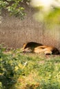 Closeup shot of a tired lion sleeping on the grass Royalty Free Stock Photo