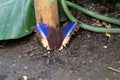 Closeup shot of a tired-looking moth with damaged wings sitting on a patch of mud