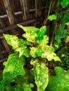 Closeup shot of Tobacco Mosaic Virus effected eggplant, also known as brinjal in India