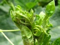 Closeup shot of tomato leaves curling down