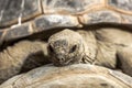Closeup shot of a tortoise face
