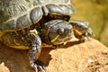 Closeup shot of tracheitis scripta elegans