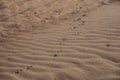 Closeup shot of a trail of pawprints on a sandy beach