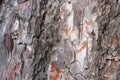 A closeup shot of tree bark background Royalty Free Stock Photo