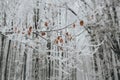 Closeup shot of a tree branch covered with snow and a few dry leaves on blurred background Royalty Free Stock Photo