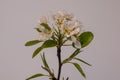 Closeup shot of a tree branch with flowers in blooming Royalty Free Stock Photo