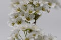 Closeup shot of a tree branch with flowers in blooming Royalty Free Stock Photo