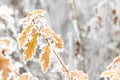 Closeup shot of tree branches with leaves covered in frost and snow Royalty Free Stock Photo