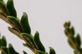 Closeup shot of tree of life Royalty Free Stock Photo