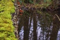 Closeup shot of a tree log covered in moss by the lake with the reflectio