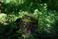 Closeup shot of a tree stump surrounded by vegetation Royalty Free Stock Photo
