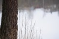 Closeup shot of a tree trunk and bare bush branches Royalty Free Stock Photo