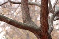 Closeup shot of a tree trunk with branches of an Eastern redbud tree Royalty Free Stock Photo