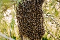 Closeup shot of a tree trunk covered with honeybees
