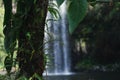 Close of shot of a leaf with Milla Milla Falls in the background