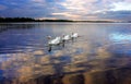 Closeup shot of tree white domestic geese swimming on the surface of a reflective lake