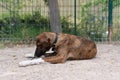 Closeup shot of a Treeing Tennessee Brindle breed dog lying outside