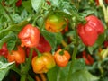 Closeup shot of Trinidad Scorpion Butch T peppers growing on a bush