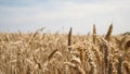 Closeup shot of a Triticale field during daytime Royalty Free Stock Photo