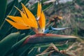 Closeup shot of tropical bird of paradise with green leaves on a blurred background Royalty Free Stock Photo