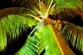 Closeup shot of the tropical coconut palm tree at night - perfect for background Royalty Free Stock Photo