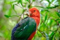 Closeup shot of a tropical colorful king parrot perched on a tree