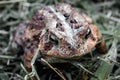 Closeup shot of a true toad (Bufonidae) on the grass Royalty Free Stock Photo