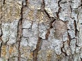 Closeup shot of a trunk with cracks in detail, perfect for backgrounds and textures