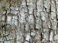 Closeup shot of a trunk with patterns in detail, perfect for backgrounds and textures