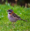 Closeup shot of a Tufted Sparro standing on the green grass Royalty Free Stock Photo