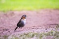Closeup shot of a Tufted Sparro standing on the soil Royalty Free Stock Photo