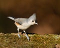 Closeup shot of a Tufted titmouse bird on the branch of the free.