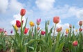 Closeup shot tuilp flower field, fluffy cloudspace in the background Royalty Free Stock Photo