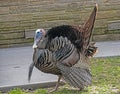 Closeup shot of a turkey`s head and chest.