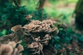 Closeup shot of turkey tail mushrooms, a type of polypore mushroom, growing on a fallen tree