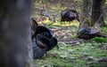 Closeup shot of turkeys walking and searching for food in wild nature