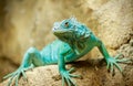 Closeup shot of a turquoise iguana sitting on the stone with a blurred background Royalty Free Stock Photo