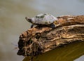 Closeup shot of a turtle perched atop a partially submerged log in a body of water.