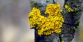 Closeup shot of a twig covered in green moss Royalty Free Stock Photo