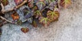 Closeup of twisting ivy stalks with green and red leaves,curling on stone wall