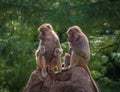 A closeup shot of two baboon monkeys sitting on a rock